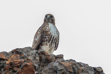 Red-tailed Hawk