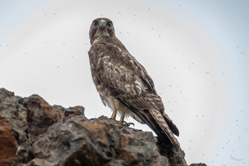 Red-tailed Hawk