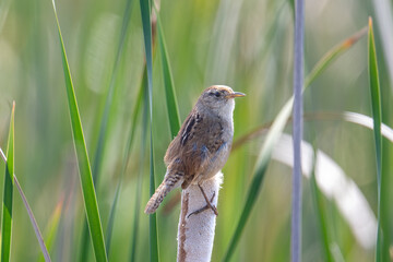 Marsh Wren