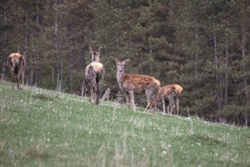 Heard of wild deer grazing