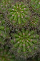 Cacti or cactus are a type of succulent plant belonging to the family Cactaceae