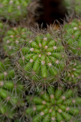 Cacti or cactus are a type of succulent plant belonging to the family Cactaceae