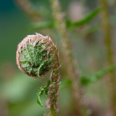 Königsfarn, Osmunda regalis, in einer Nahaufnahme