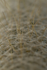 Cacti or cactus are a type of succulent plant belonging to the family Cactaceae