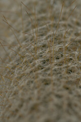 Cacti or cactus are a type of succulent plant belonging to the family Cactaceae