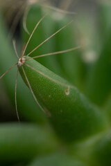 Cacti or cactus are a type of succulent plant belonging to the family Cactaceae