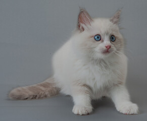ラグドールの子猫