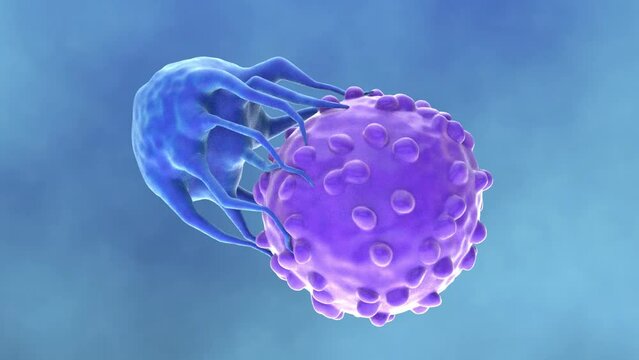 Human T-Cell Attacking Cancer Cell Microscopic View