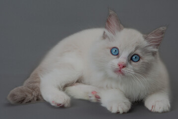 Obraz premium ラグドールの子猫