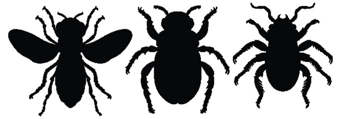 Three black insect silhouettes on a white background