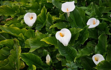 Natural background of white Calla Lily with green leaves