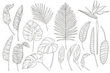 Hand drawn line set of tropical plant leaves isolated on transparent. Set of line illustration for tourism business.