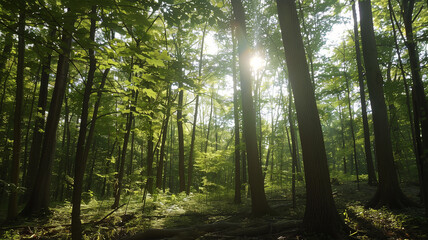 Naklejka premium 新緑の木漏れ日