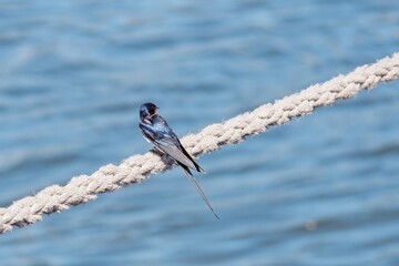 Hirundo rustica is a small migratory bird found in Europe, Asia, Africa and America. Swallow on a rope. Selective focus.