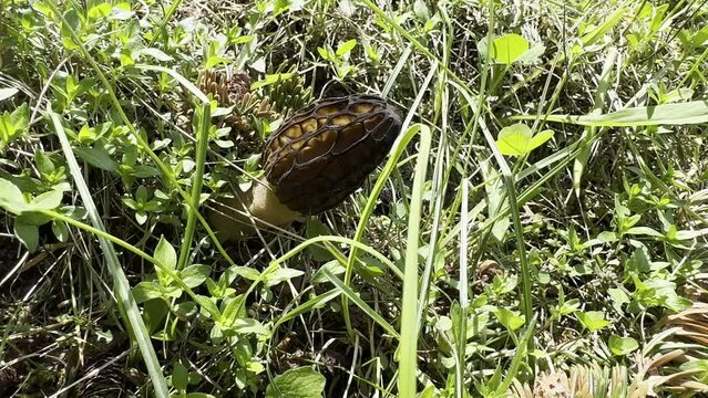 spring season details for morel mushrooms