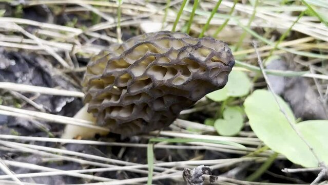 spring season details for morel mushrooms
