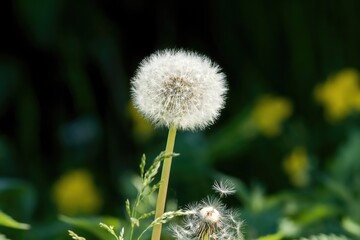 Dandelion seeds on a green background. Selective focus.