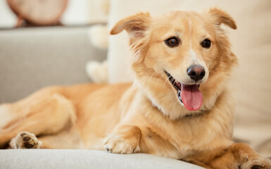 Home, cozy and dog on couch with tongue for happiness, pet support and relax for puppy health. Best friend, kokoni breed and animal on sofa for adoption or foster care with loyalty and wellness