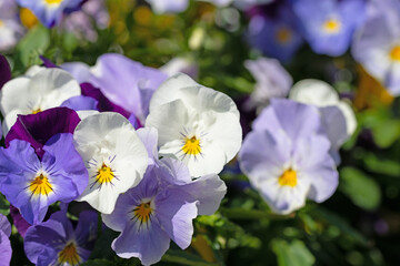 Blühende Hornveilchen, Viola cornuta, im Frühling