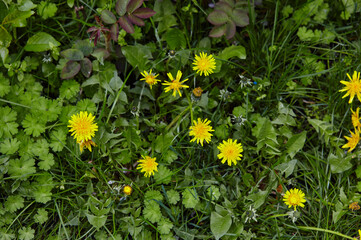 Green meadow with yellow dandelions in spring. Closeup of yellow spring flowers on the ground