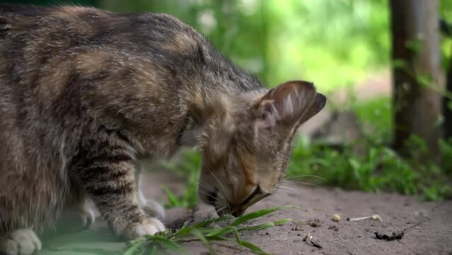 With piercing green eyes, a beautiful brown tabby cat intently observes something hidden within the grass, its curiosity piqued. The summer background suggests a playful moment outdoors.