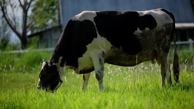 Dairy cow grazing in a meadow, feeding grass in a field.