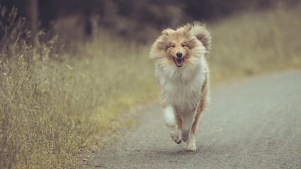 Hübscher Rouge Collie Langhaar britisch schottisch Welpe Outdoor am hohen Gras laufend Sommer