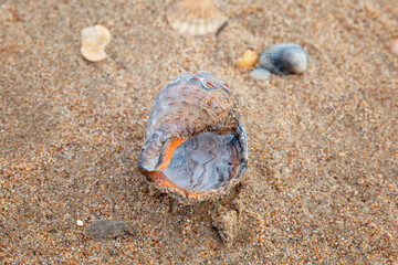 A large beautiful shell on a sandy beach. A souvenir from your vacation. Close-up.