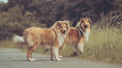 2 Rough Collies Langhaar britisch stehen outdoor im Sommer und schauen in die Kamera