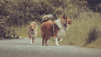 2 Rough Collies Langaar britisch im Spiel Outdoor Sommer, laufend Var. 1
