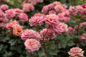 咲き誇るバラ