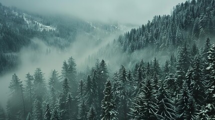 Snowy mountain with evergreen forest