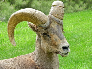  close up of a  rocky mountain bighorn sheep ram in early summer in waterton canyon, littleton, ...