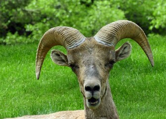  close up of a  rocky mountain bighorn sheep ram in early summer in waterton canyon, littleton,  colorado