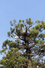 Wild Great egret flying away from its nest in a pine tree.