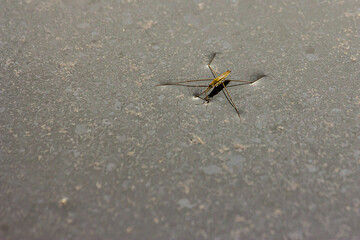 Water strider on the surface of the water. Water strider (Gerris, lacustris, Jesus bug, scooter, skater, skeeter, skimmer, skipper) is held in place by surface tension.