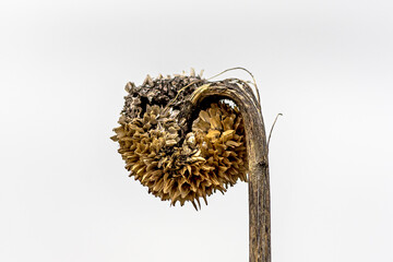 Dried withered thorny burr, edible burdock, greater burdock , happy major, Arctium lappa or gobo....