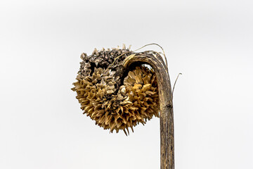 Dried withered thorny burr, edible burdock, greater burdock , happy major, Arctium lappa or gobo. Yellowr, brown dead flower on a white background in autumn. Close-up portrait