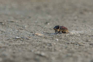 A dead dung beetle lies on the surface of the salt marsh of the saline Bulukhta (Volgograd region, Russia). Salt lake is deadly to insects and other wild animals.