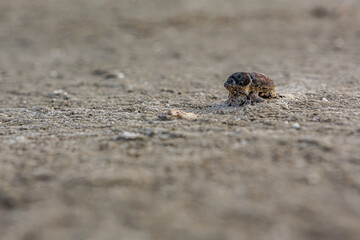 A dead dung beetle lies on the surface of the salt marsh of the saline Bulukhta (Volgograd region, Russia). Salt lake is deadly to insects and other wild animals.