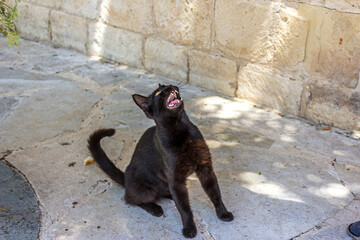 The coal-black cat begs for food from a woman. A hungry cat sits on the path against the background of a stone wall and meows loudly with an open mouth. The teeth are small and sharp.