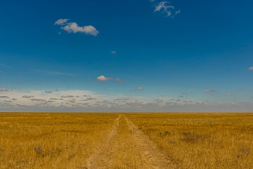 Bright sunny day in the Russian steppe with Cumulus clouds. Fluffy white clouds in the blue sky. Bright yellow grass on the veld.  The road in the steppe goes beyond the horizon.