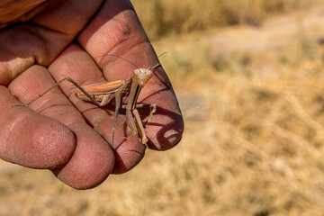 Great Mantis religiosa (European or praying mantis) sits on a man's hand. Close up, macro portrait. Wild yellow insect. Bright summer day.