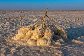 A tumbleweed branch covered with salt crystals on the saline or salt lake Baskunchak (Russia, Volrograd). White salt on yellow branches in sunset or dawn light. In the morning or evening.