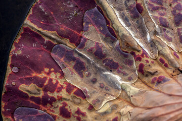 Macro close-up of a drop of water on a red lotus leaf. Leaves Nelumbo nucifera, Nelumbonaceae, sacred lotus are covered with wax and repel water, so it collects in large drops.