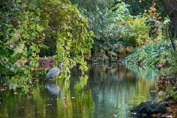 A gray heron in the canals of Colmar, Alsace, France