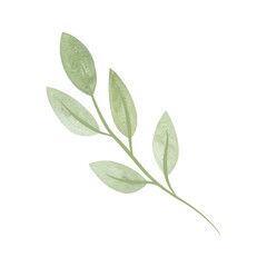 Gently green spring twig with leaves. Clipart. Isolated watercolor illustration on a white background for menu design, herbal tea packaging and cosmetics.