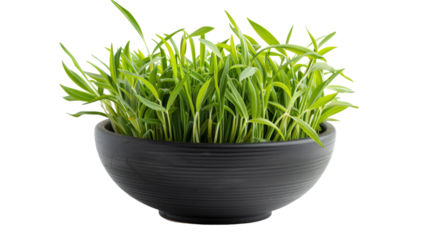 A black bowl filled with vibrant green grass sits atop a plain white background