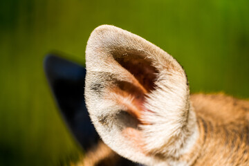 Close-up of the ear of a Dybowski deer calf.
