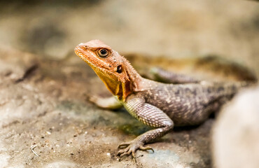 Portrait of a lizard. Close-up of the reptile.
